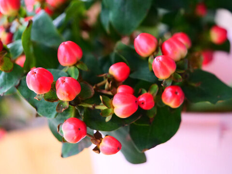 紅果金絲桃