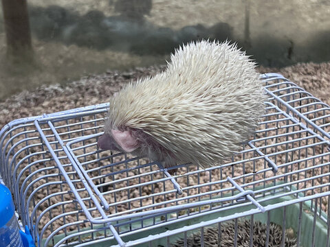白刺猬