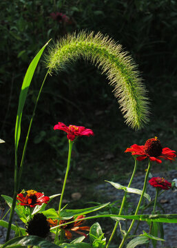 狗尾巴草