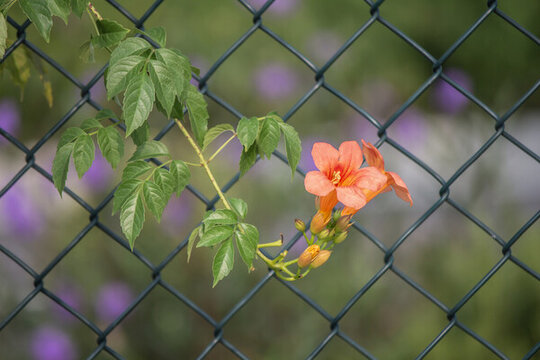 凌霄花