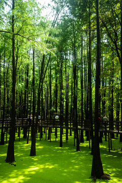 杭州臨安青山湖水杉