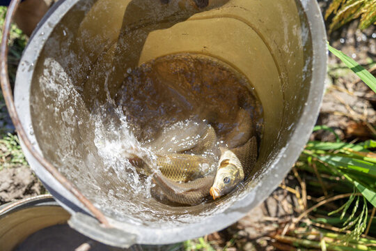 稻花魚