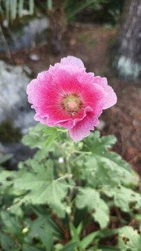 蜀葵花