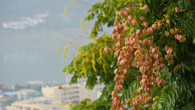 欒樹開花