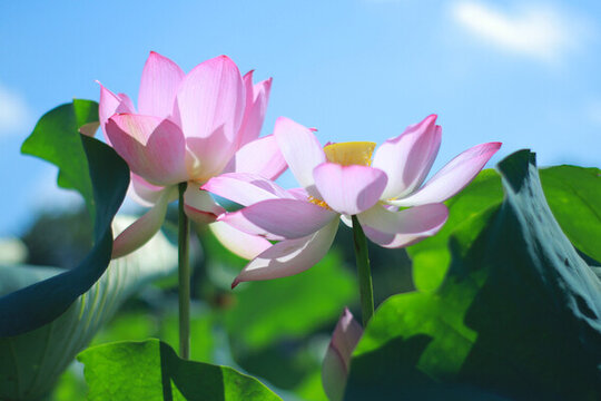 兩朵荷花