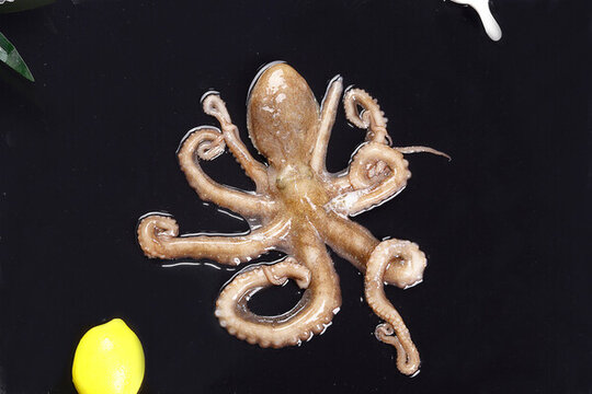 八爪魚