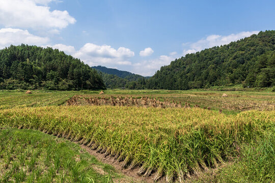 鄉(xiāng)村田野秋收
