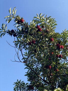 楊梅樹(shù)