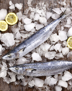 馬鮫魚