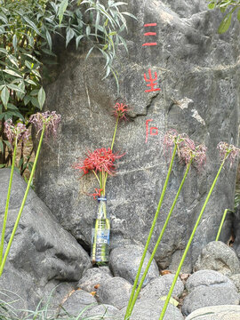彼岸花和三生石