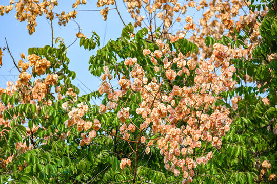秋天景色風(fēng)景欒樹果實(shí)綠色植物