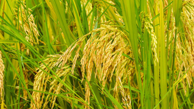 韶關(guān)乳源洛陽鎮(zhèn)田心圍村金色田園