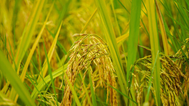韶關(guān)乳源洛陽鎮(zhèn)田心圍村金色田園