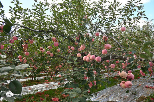 煙臺紅富士蘋果種植果園