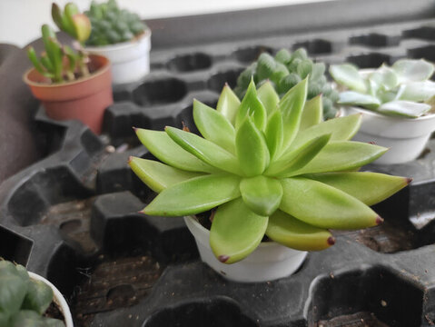 多肉植物