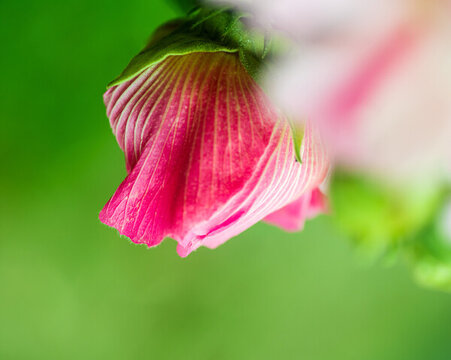 芙蓉花