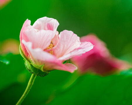 芙蓉花