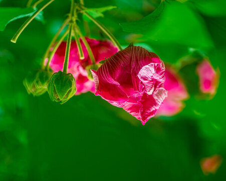 芙蓉花