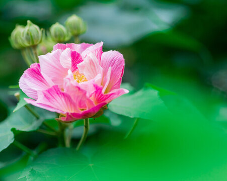 芙蓉花