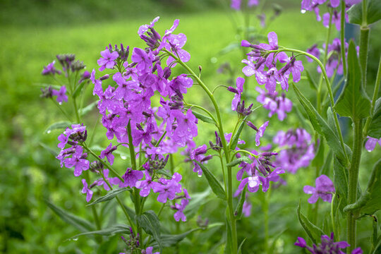 山花