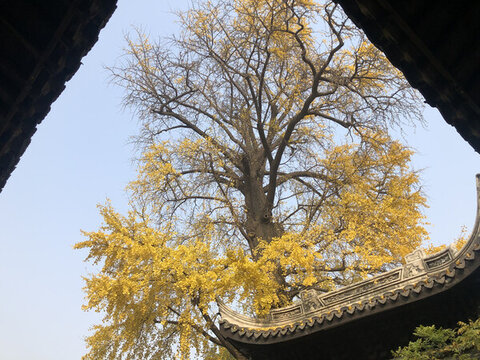 秋天的銀杏樹