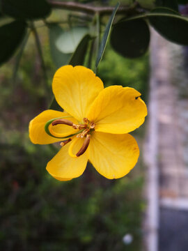 黃色的花朵花蕊