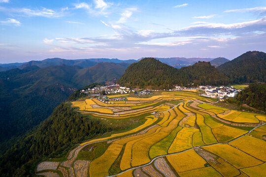 秋天貴陽高坡石門水稻梯田