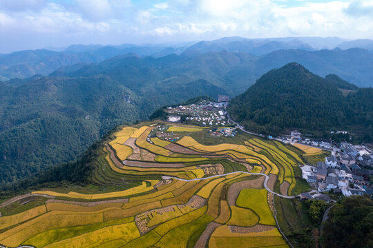 秋天貴陽高坡石門水稻梯田