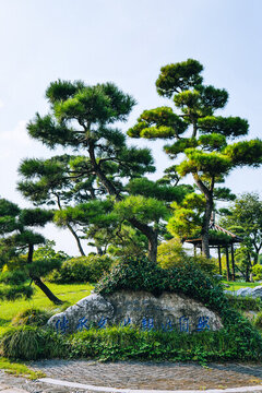 揚(yáng)派盆景黑松黑松園