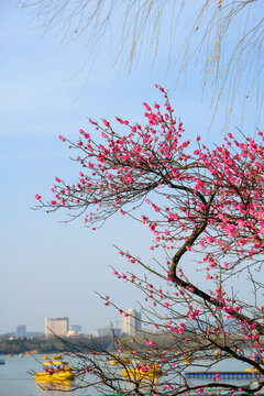 南京玄武湖公園