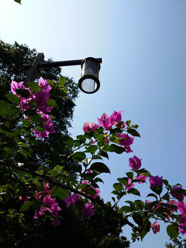 鴻恩寺公園的三角梅