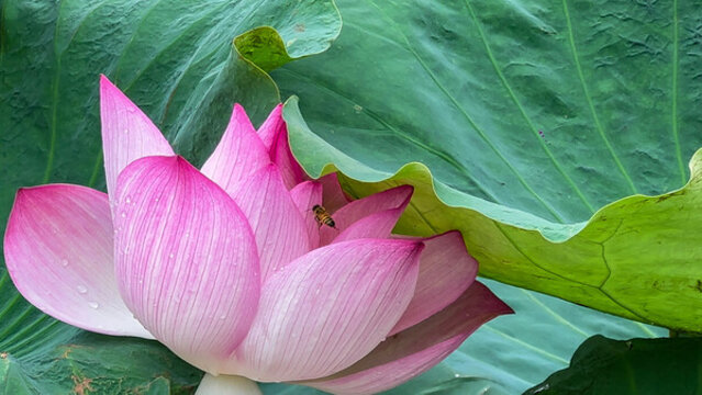 荷花花瓣