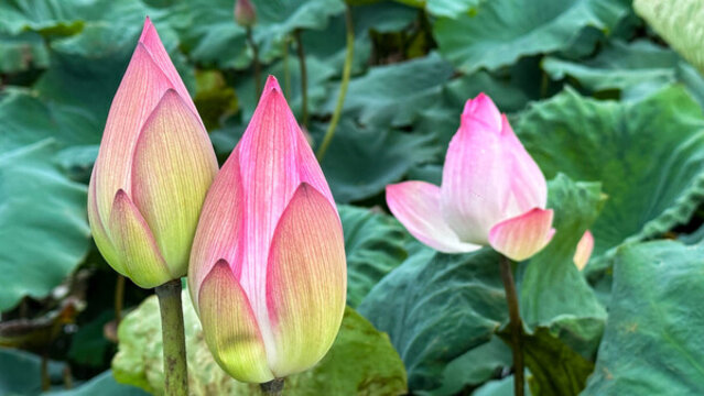 荷花花蕊