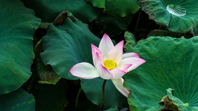 夏荷