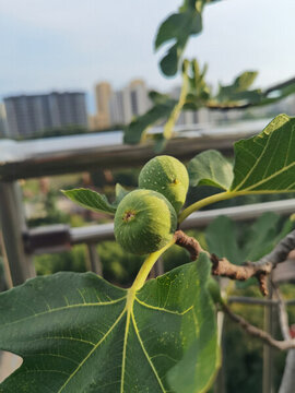 無(wú)花果