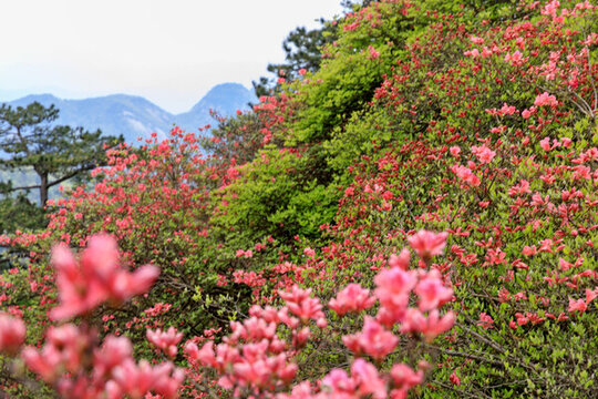 麻城龜峰山杜鵑花