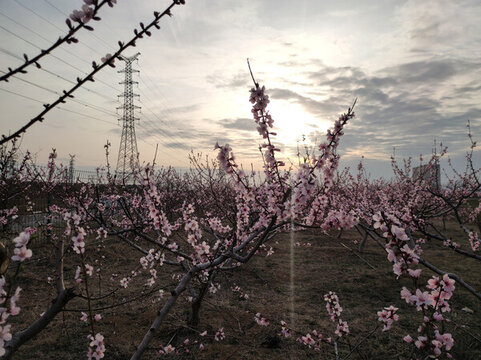 桃花園