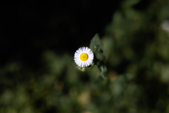 小菊花