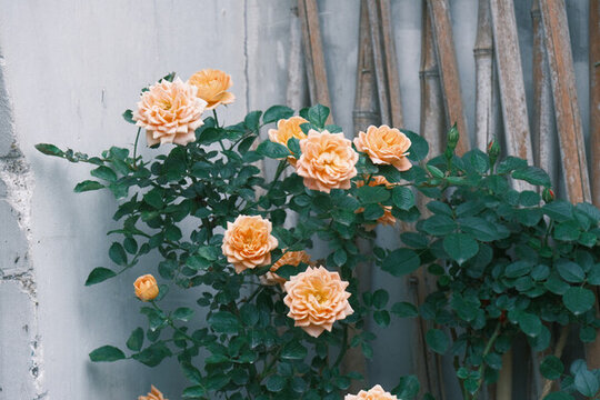 月季花