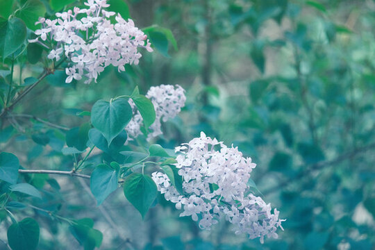 丁香花