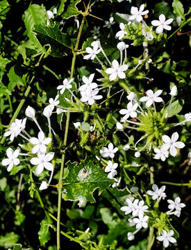 白花丹