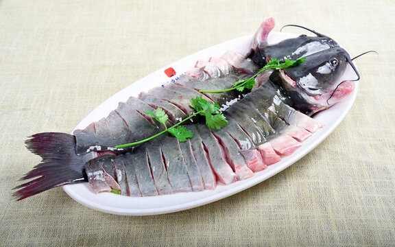 黑魚江團(tuán)鯰魚