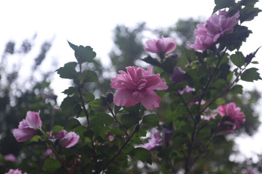 木槿花