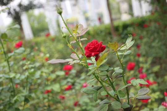 月季花