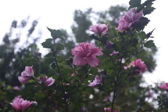 木槿花