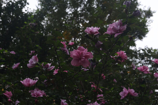 木槿花