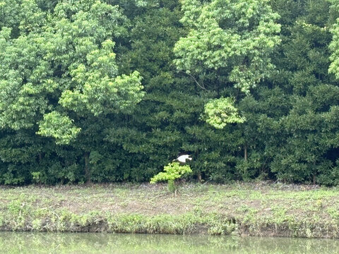 河岸樹林