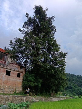 楓香樹(shù)