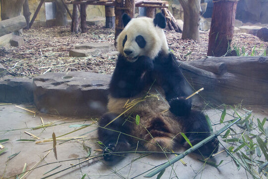 熊貓