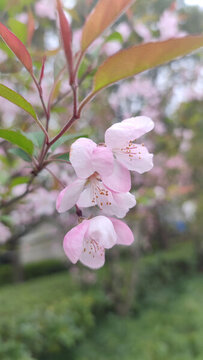 桃花